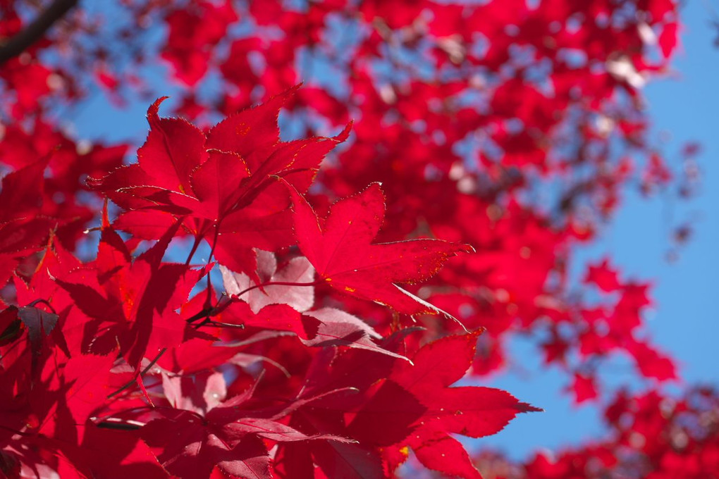 東福寺 光明院の紅葉