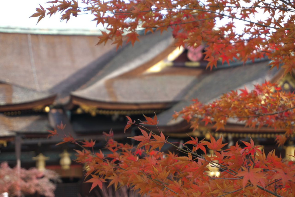 北野天満宮の紅葉