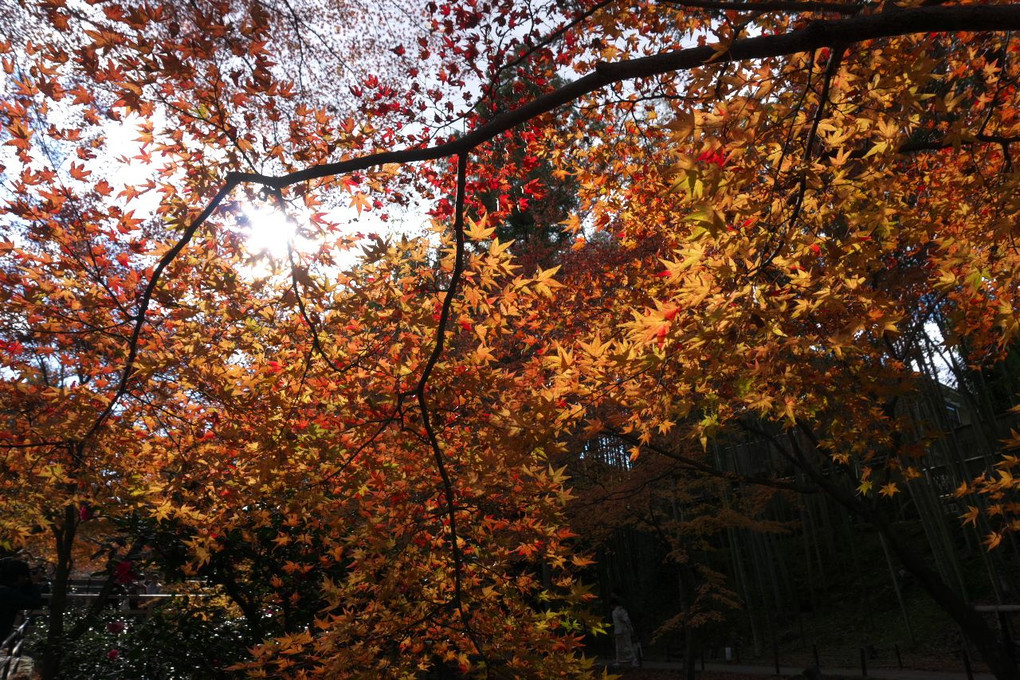 北野天満宮の紅葉