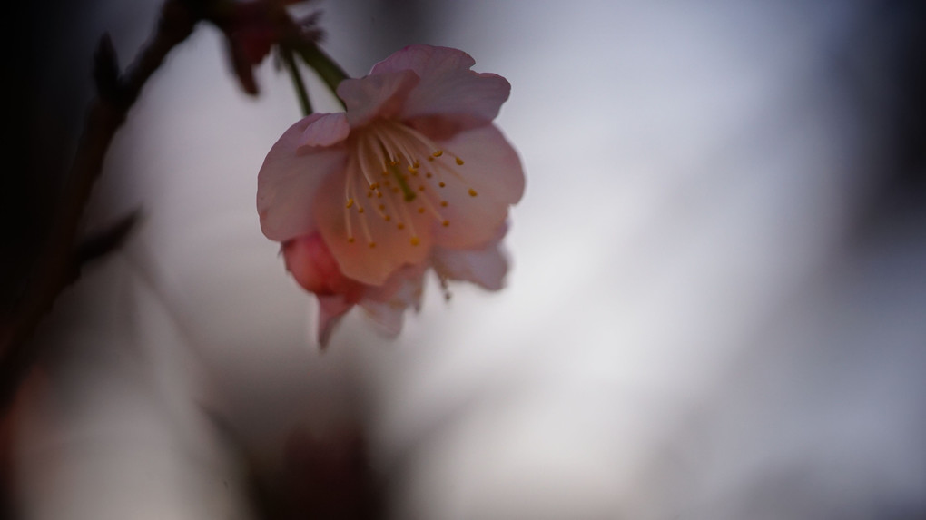 土肥桜～
