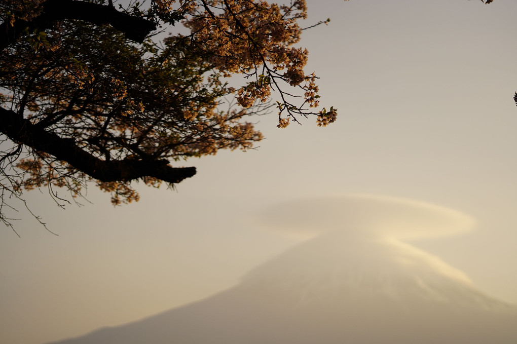 今朝の富士山✙朝焼け桜