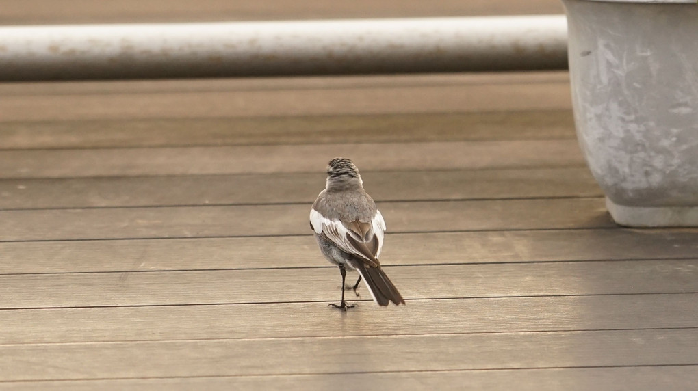 鳥の気持ち・・