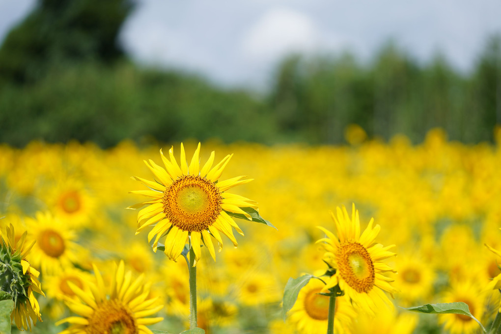 蓮の花を撮った後・・ひまわり畑へ