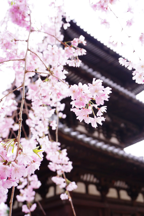 αセミナー＠興福寺の桜