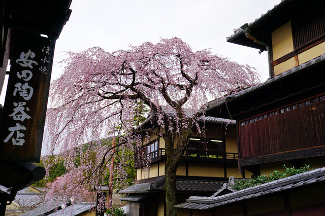 春の京都　産寧坂の枝垂桜と舞妓ちゃん