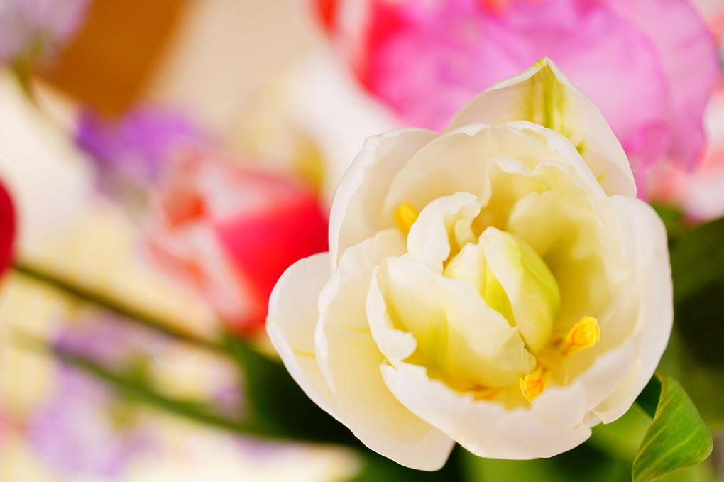 αCafe体験会（大阪）＠花をマクロで～八重のチューリップと春の花～