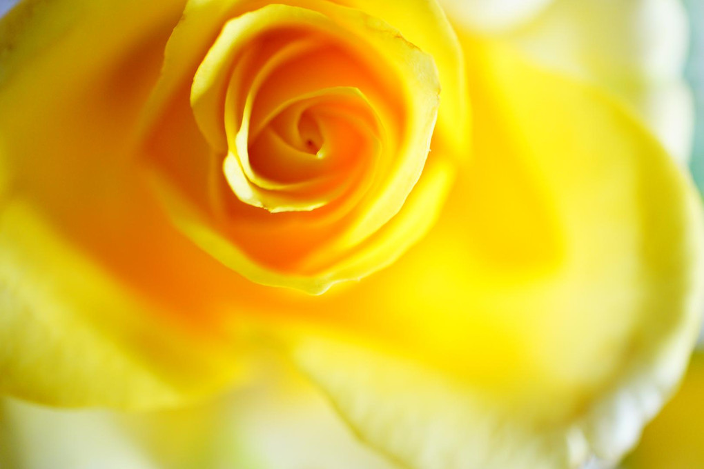 αCafé体験会（大阪）＠マクロ de  yellow rose