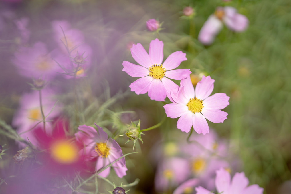 花から花へ