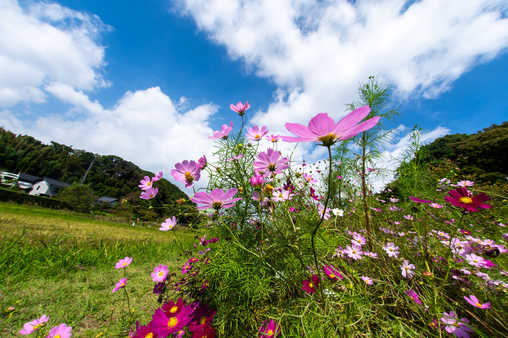 青空秋桜