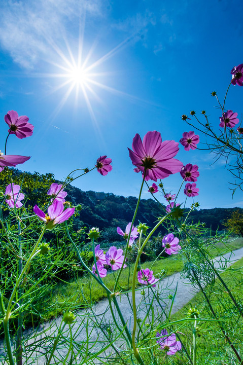 青空秋桜