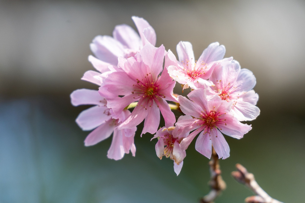 十月桜