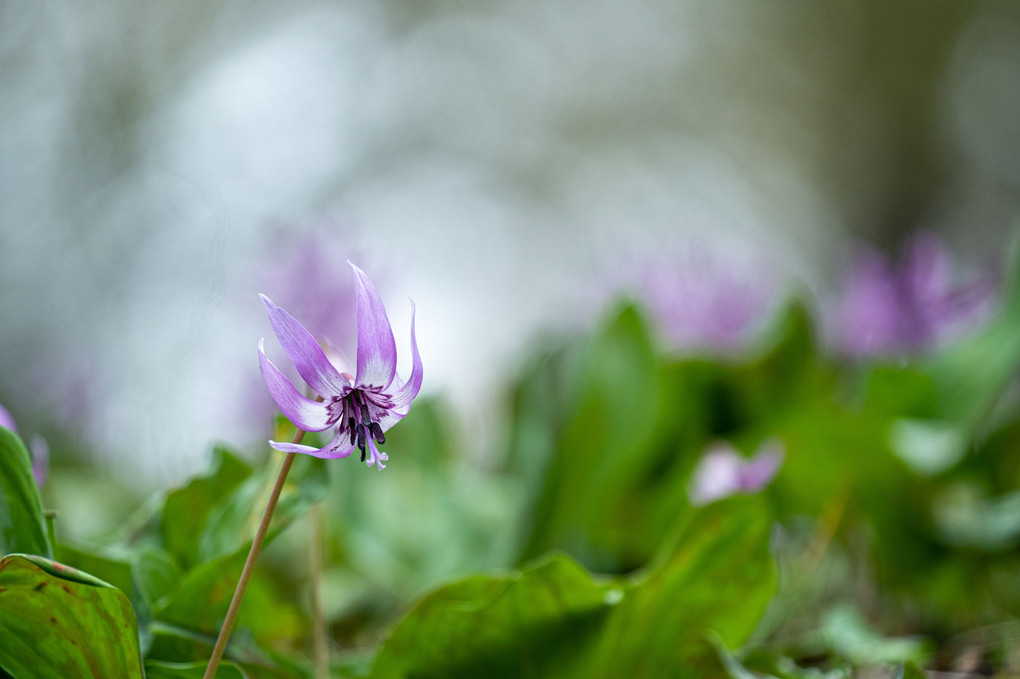 カタクリの花