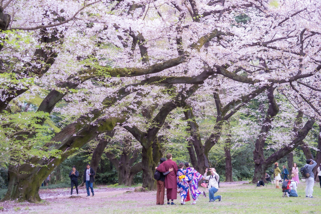 桜に集う幸せ～新宿御苑