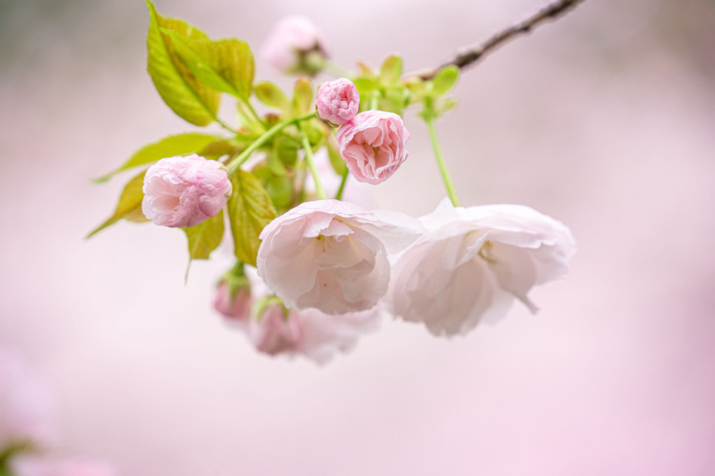 桜に集う幸せ～新宿御苑