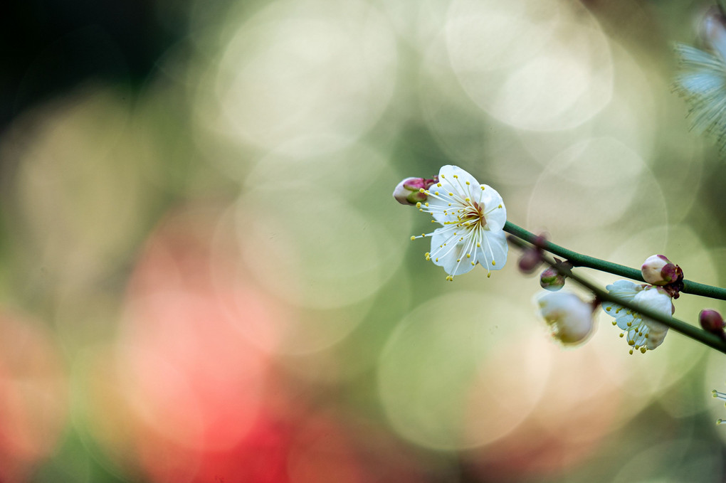 梅　紅　白　桜