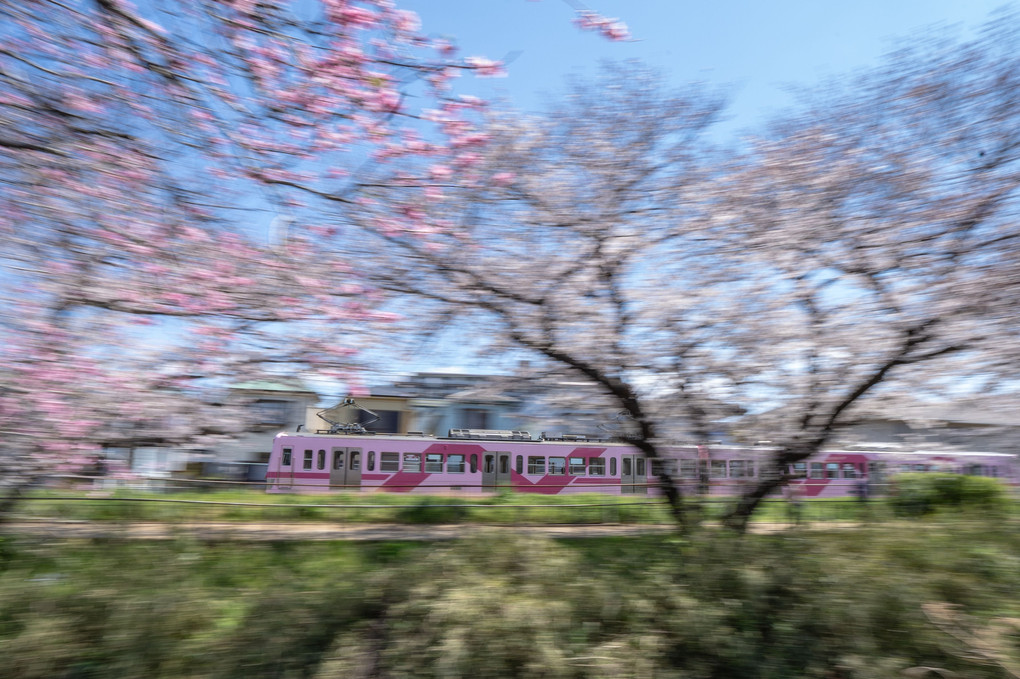 桜並木の風景～流し撮り