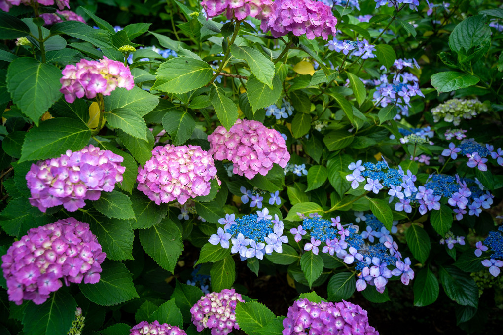 花びらの上に