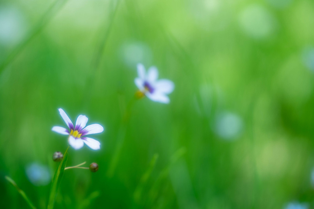 初夏の花