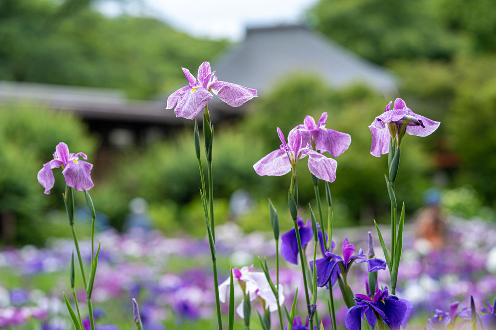 紫の園