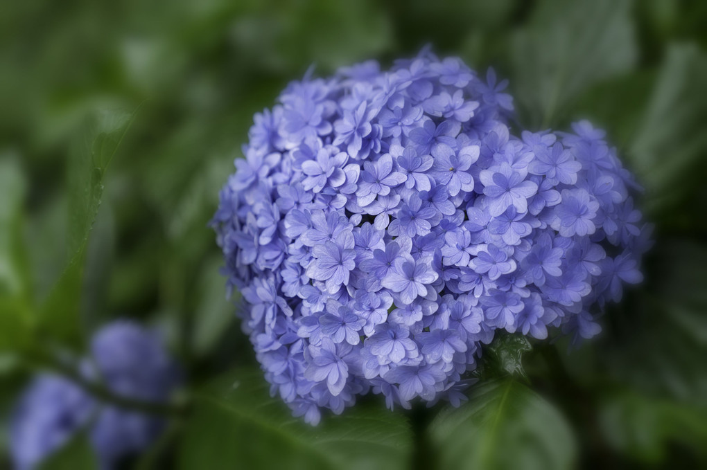 日本寺の紫陽花