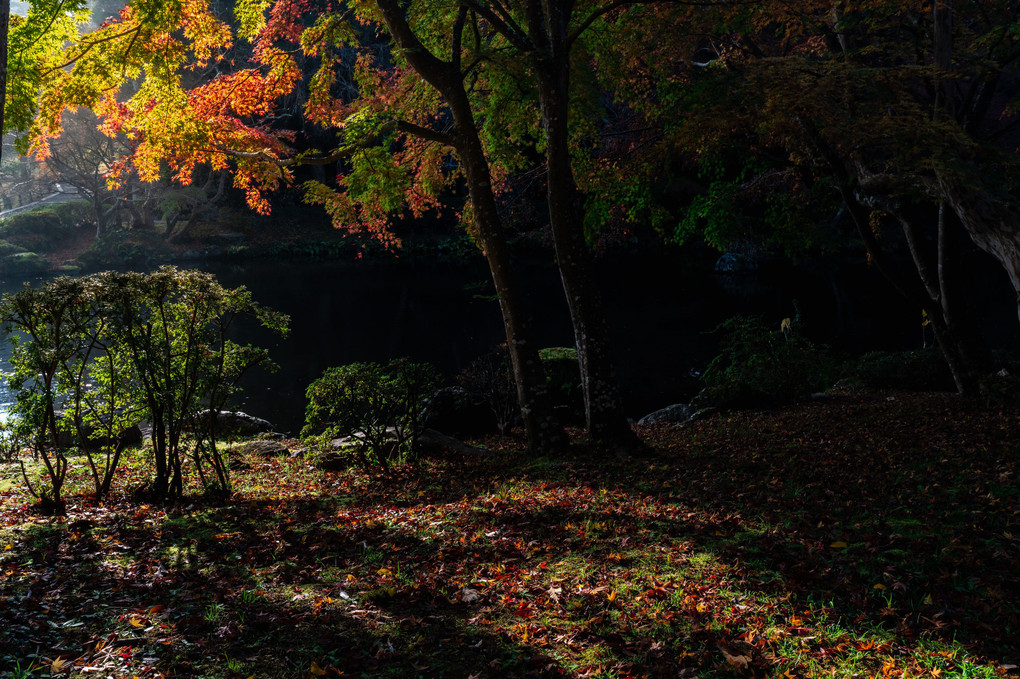 晩秋の成田山公園