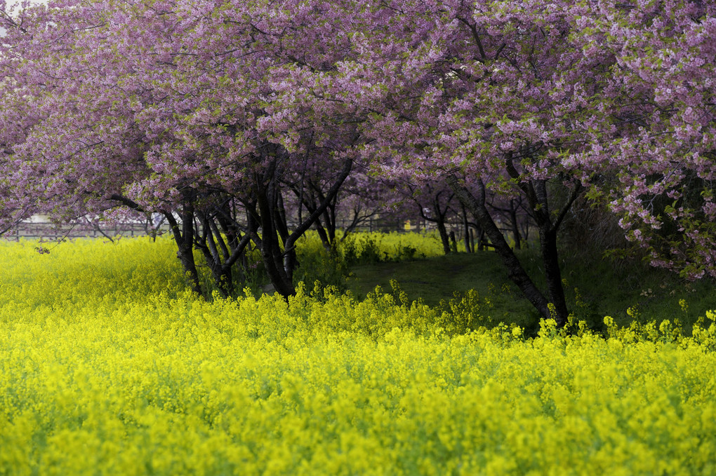 河津桜✕菜の花