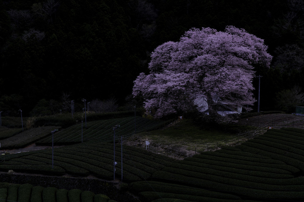一本桜✕茶畑