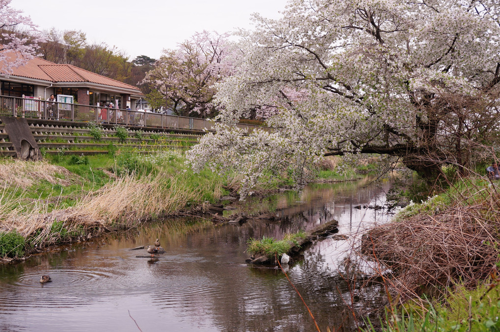 春の小川？