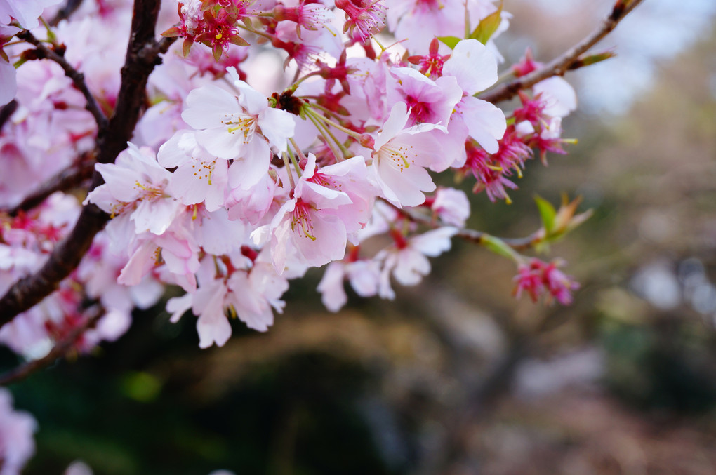 桜