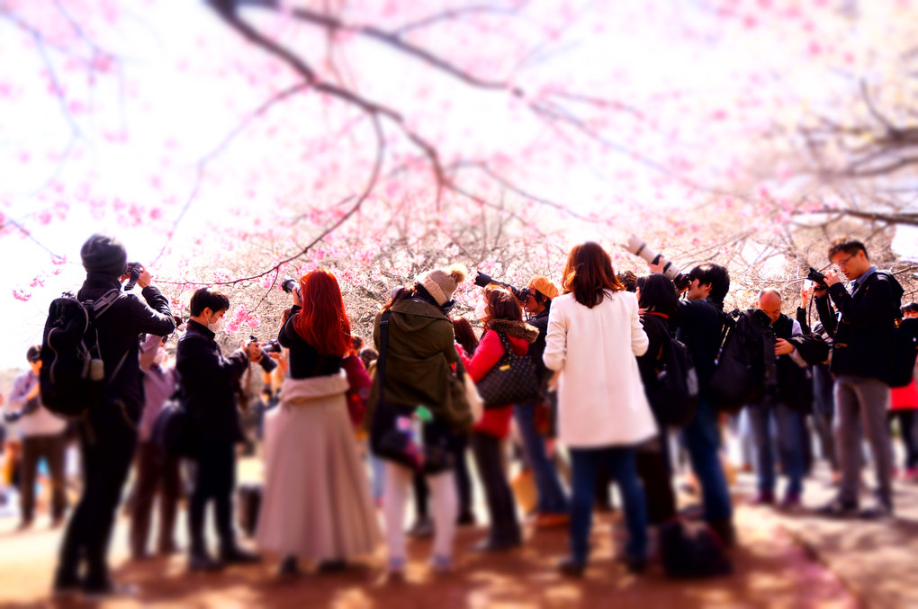 桜の下、カメラマン