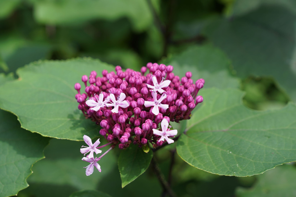 紫陽花に囲まれた我が家。