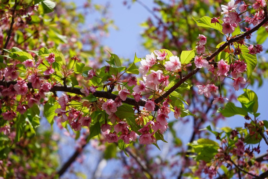 風情短し　桜の季