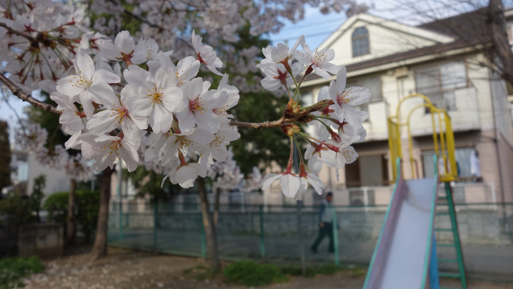 本日の桜