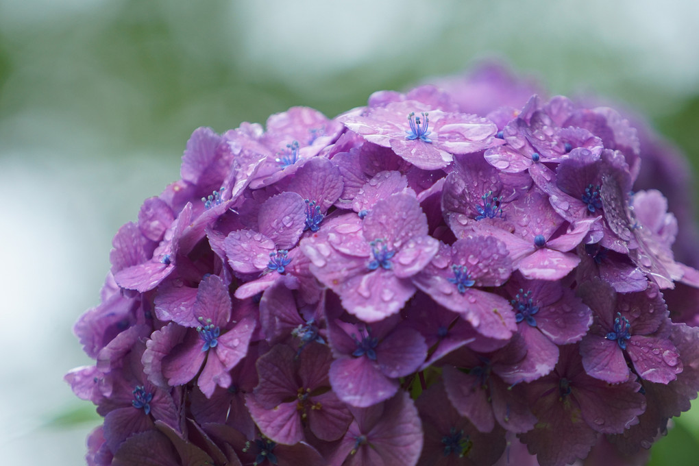 レンズ体験会　レンズを交換して花の撮影を楽しむに参加しました。紫陽花編