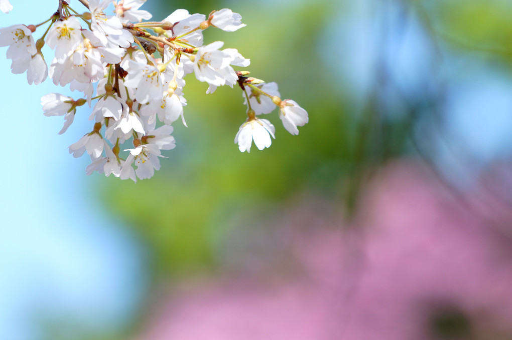 「昭和の春を撮る＠立川の公園編」に参加しました。