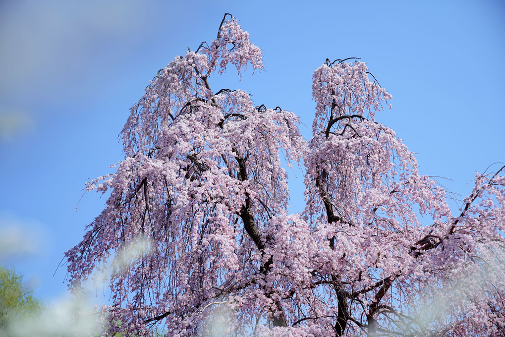 「昭和の春を撮る＠立川の公園編」に参加しました。