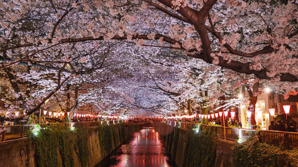 夜桜見物＠目黒川