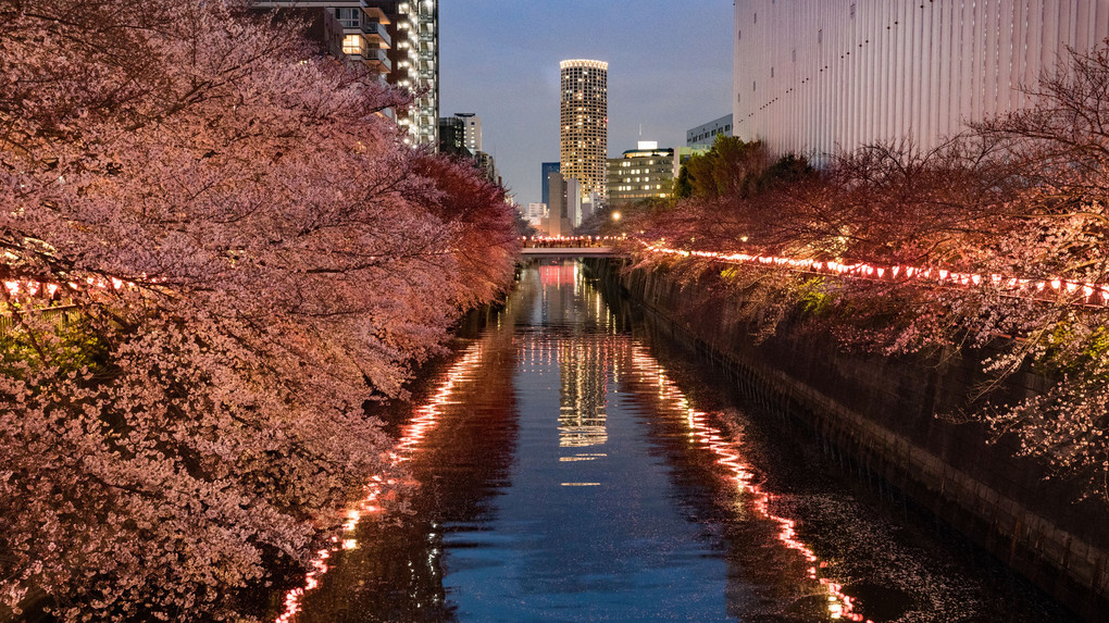 夜桜見物＠目黒川