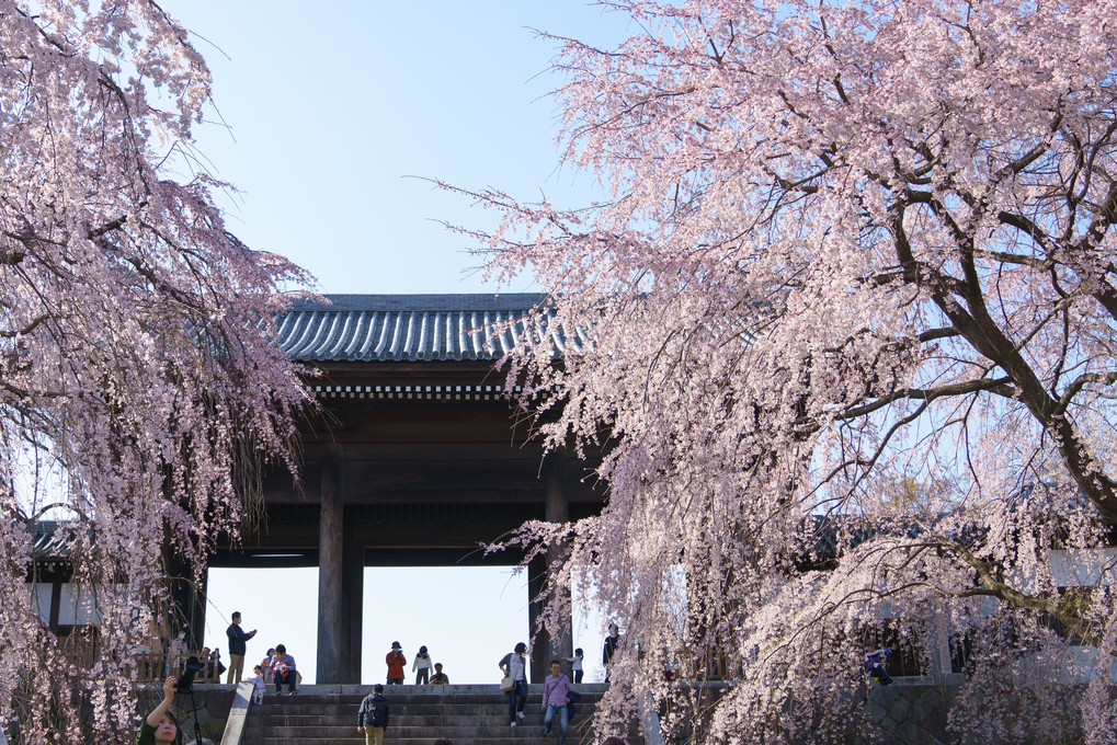 東郷寺の桜