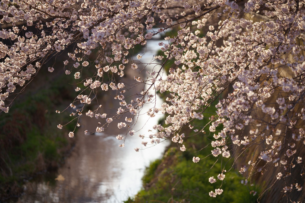 近所の桜