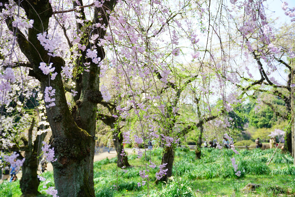 「chelseaと桜を楽しむイベント」に参加しました。