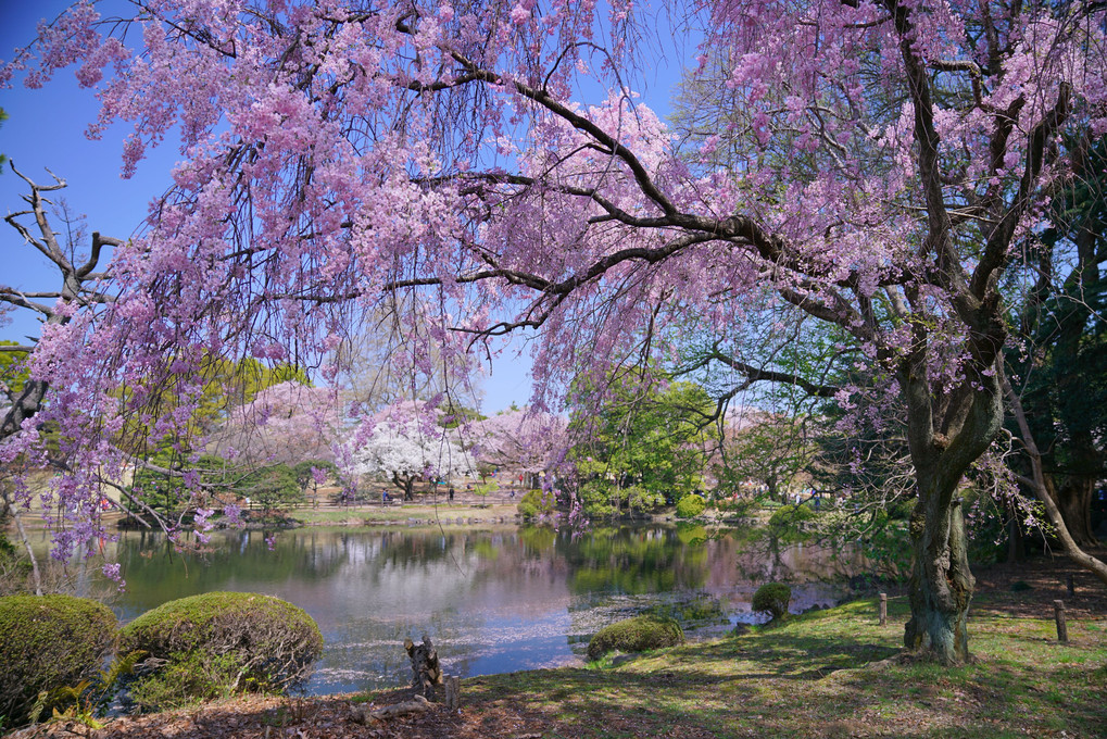 「chelseaと桜を楽しむイベント」に参加しました。