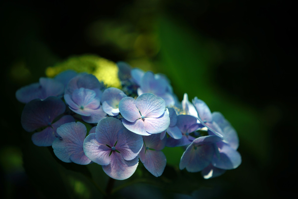 紫陽花を愛でる＠横浜イングリッシュガーデン
