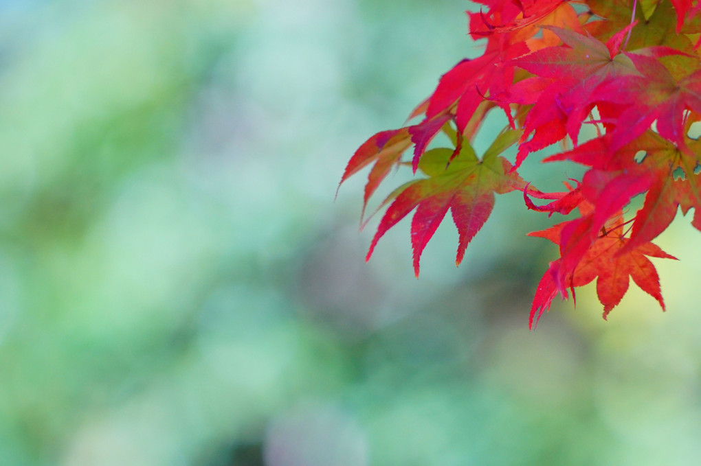 秋色を愛でる＠昭和記念公園