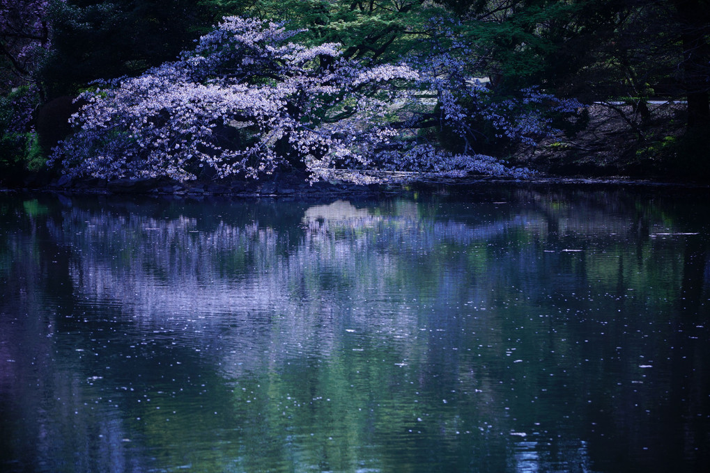 αプラザ銀座「桜色を撮る＠新宿の公園編」に参加させていただきました。