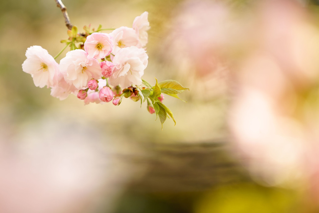 αプラザ銀座「桜色を撮る＠新宿の公園編」に参加させていただきました。