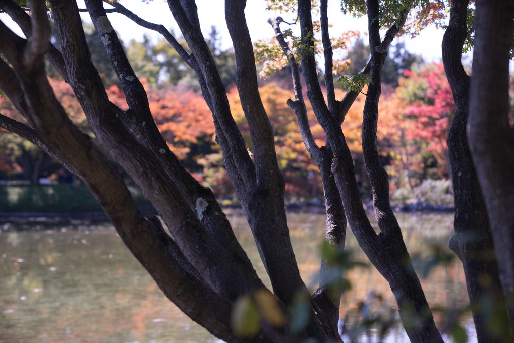 紅葉を愛でる＠昭和記念公園・日本庭園