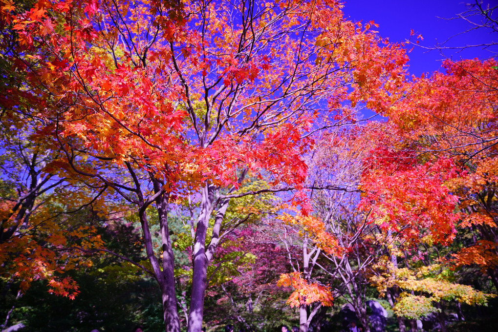 紅葉を愛でる＠昭和記念公園・日本庭園