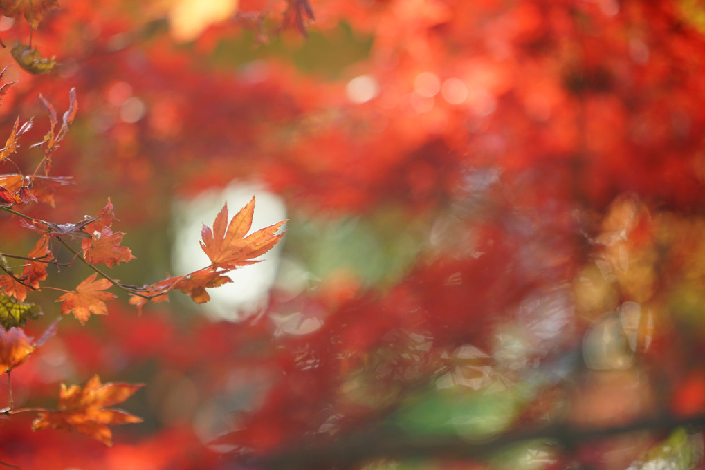 紅葉を愛でる＠太田黒公園