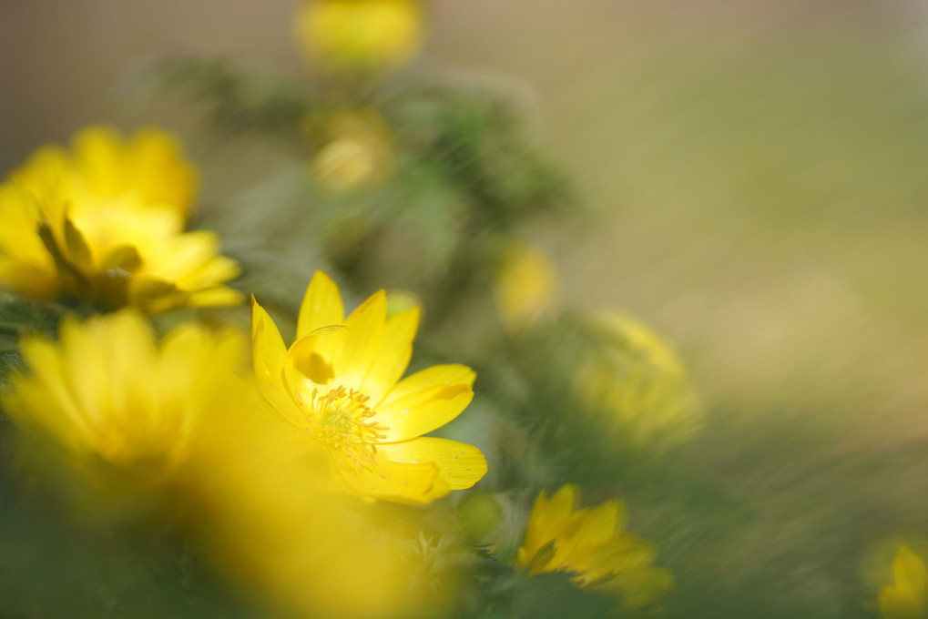 早春の花たち